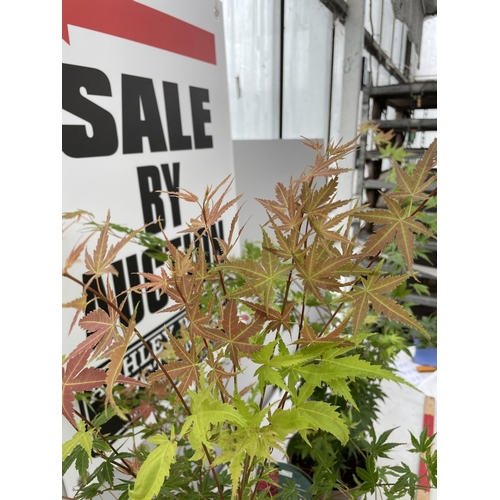 115 - TWO ACER PALMATUMS TO INCLUDE PHEONIX AND ORANGE DREAM IN 3 LTR POTS 100CM TALL + VAT