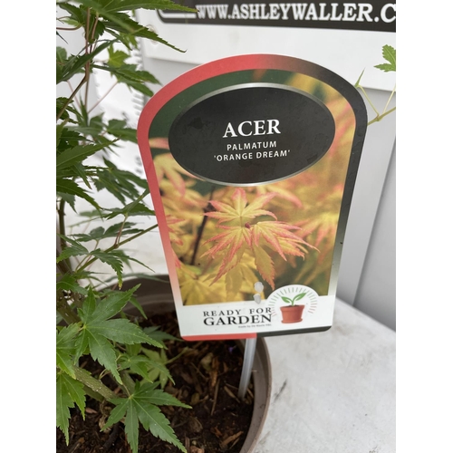 115 - TWO ACER PALMATUMS TO INCLUDE PHEONIX AND ORANGE DREAM IN 3 LTR POTS 100CM TALL + VAT