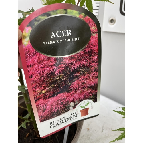 115 - TWO ACER PALMATUMS TO INCLUDE PHEONIX AND ORANGE DREAM IN 3 LTR POTS 100CM TALL + VAT