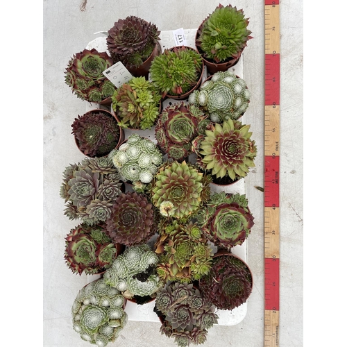 117 - TWENTY POTS OF MIXED SEMPERVIVUM + VAT