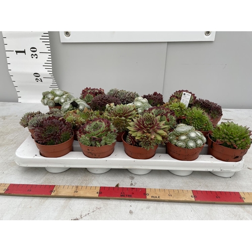 117 - TWENTY POTS OF MIXED SEMPERVIVUM + VAT