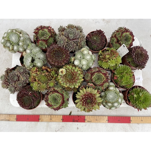 117 - TWENTY POTS OF MIXED SEMPERVIVUM + VAT