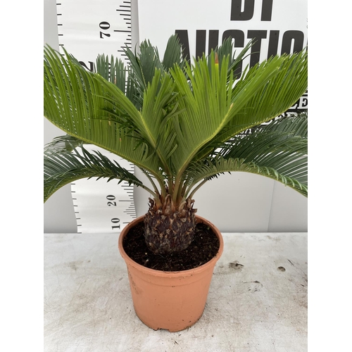 118 - TWO CYCAS REVOLUTA PALMS IN 5 LTR POTS 80CM TALL + VAT