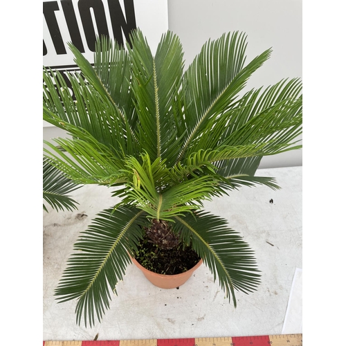 118 - TWO CYCAS REVOLUTA PALMS IN 5 LTR POTS 80CM TALL + VAT