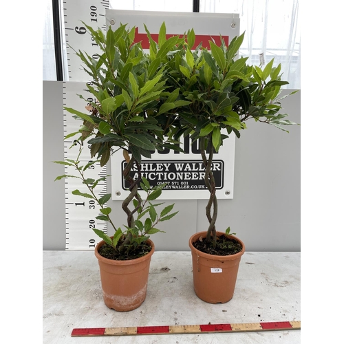 119 - TWO STANDARD LAURUS (BAY)WITH DOUBLE SPIRAL STEMS   OVER 100CM TALL + VAT