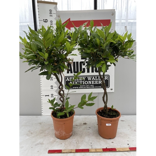 119 - TWO STANDARD LAURUS (BAY)WITH DOUBLE SPIRAL STEMS   OVER 100CM TALL + VAT