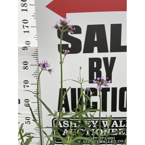 12 - THREE VERBENA BONARIENSIS 170 CM TALL + VAT