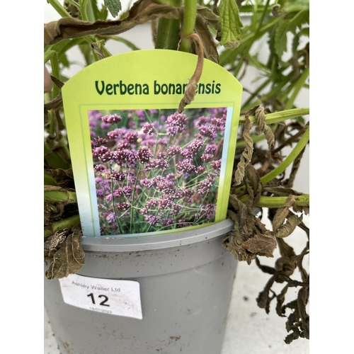 12 - THREE VERBENA BONARIENSIS 170 CM TALL + VAT