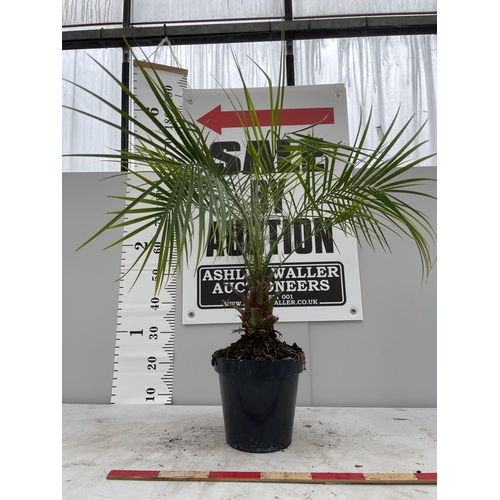 120 - A PHEONIX ROEBELLINI PALM INA 5 LTR POT 130CM TALL + VAT