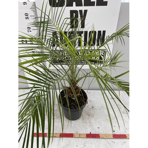 120 - A PHEONIX ROEBELLINI PALM INA 5 LTR POT 130CM TALL + VAT