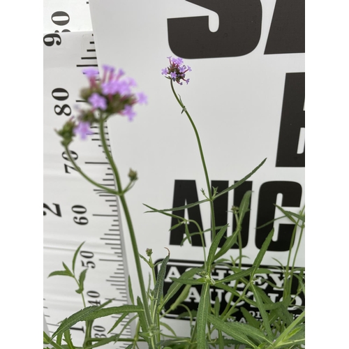 13 - THREE VERBENA BONARIENSIS 170 CM TALL + VAT