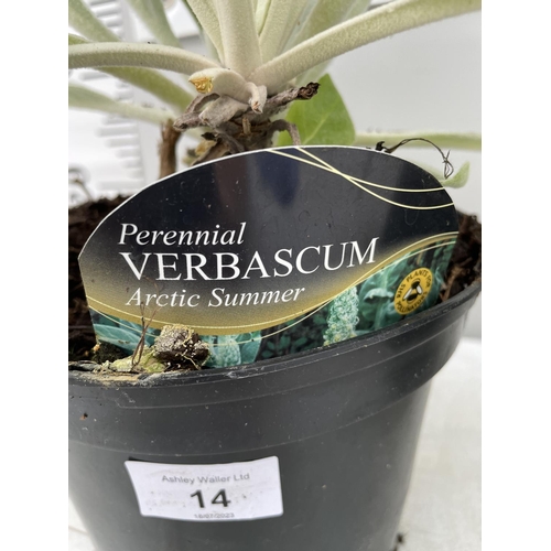 14 - TWO VERBASCUM ARTIC SUMMER IN 3 LTR POTS + VAT