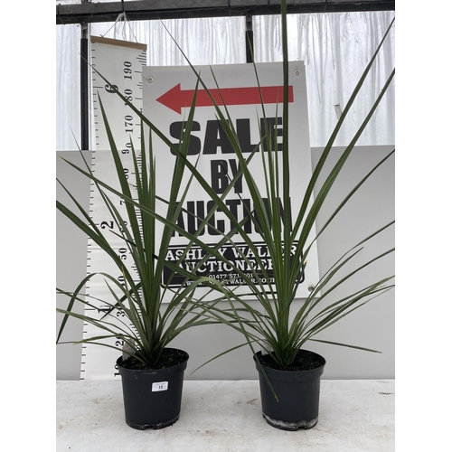 15 - TWO CORDYLINE AUSTRALIS IN 10 LTR POTS 200CM TALL + VAT