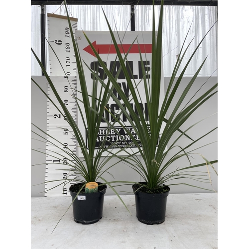 16 - TWO CORDYLINE AUSTRALIS IN 10 LTR POTS 200CM TALL + VAT