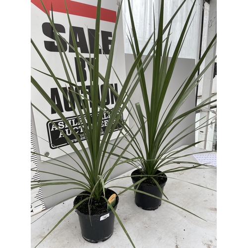 16 - TWO CORDYLINE AUSTRALIS IN 10 LTR POTS 200CM TALL + VAT