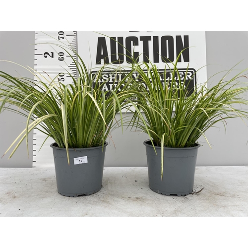 17 - TWO ORNAMENTAL VARIGATED GRASSES IN 3 LTR POTS + VAT