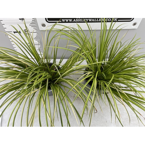 17 - TWO ORNAMENTAL VARIGATED GRASSES IN 3 LTR POTS + VAT