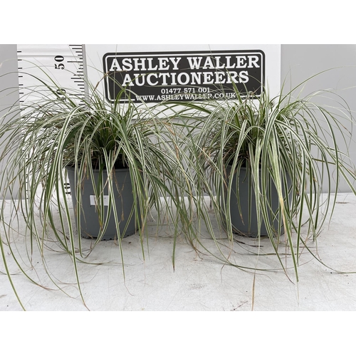 18 - TWO ORNAMENTAL VARIGATED GRASSES IN 3 LTR POTS + VAT