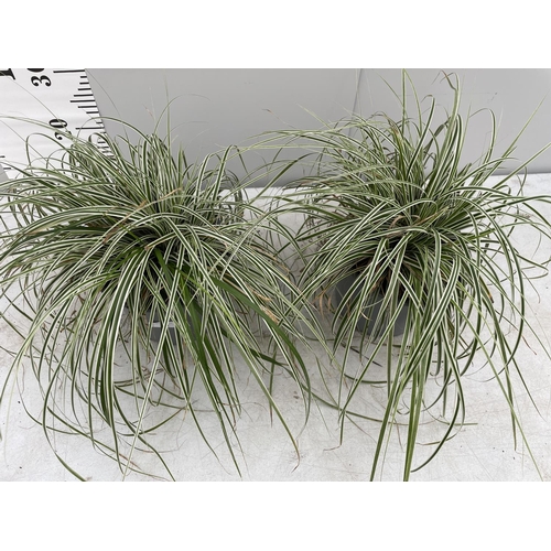 18 - TWO ORNAMENTAL VARIGATED GRASSES IN 3 LTR POTS + VAT