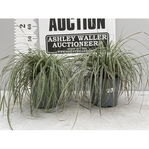 19 - TWO ORNAMENTAL VARIGATED GRASSES IN 3 LTR POTS + VAT