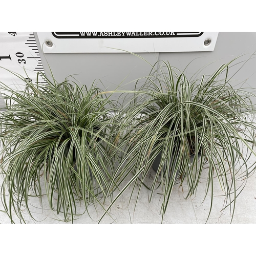 19 - TWO ORNAMENTAL VARIGATED GRASSES IN 3 LTR POTS + VAT