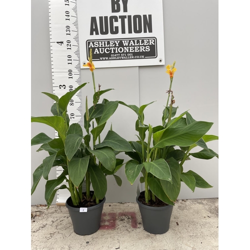 2 - TWO CANNA LILYGARDEN BOUQUET IN 4 LTR POTS 120CM TALL + VAT