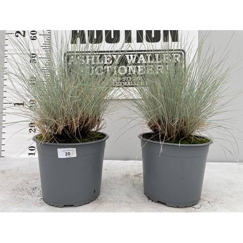 20 - TWO BLUE ORNAMENTAL GRASSES IN 3 LTR POTS + VAT