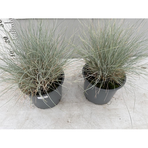 20 - TWO BLUE ORNAMENTAL GRASSES IN 3 LTR POTS + VAT