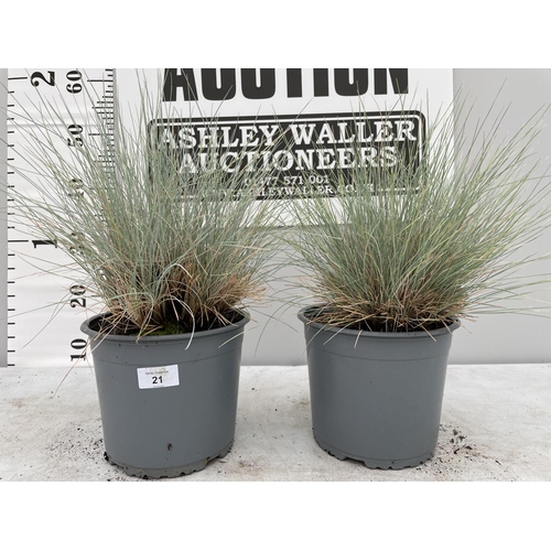 21 - TWO BLUE ORNAMENTAL GRASSES IN 3 LTR POTS + VAT