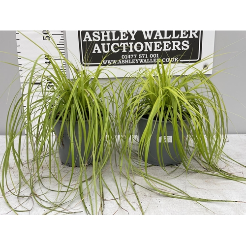 23 - TWO ORNAMENTAL GRASSES IN 3 LTR POTS + VAT