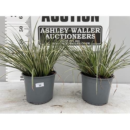 24 - TWO VARIGATED ORNAMENTAL GRASSES IN 3 LTR POTS + VAT