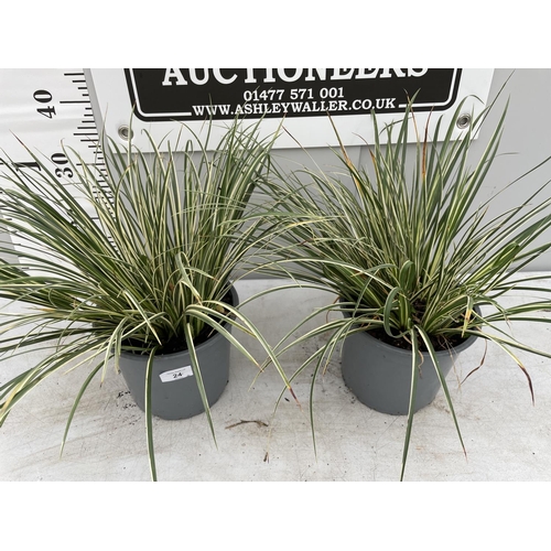 24 - TWO VARIGATED ORNAMENTAL GRASSES IN 3 LTR POTS + VAT