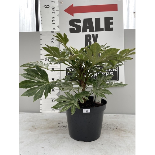 25 - A FATSIA JAPONICA SPIDERS WEB SENSE SIZE C-10 90 CM TALL + VAT