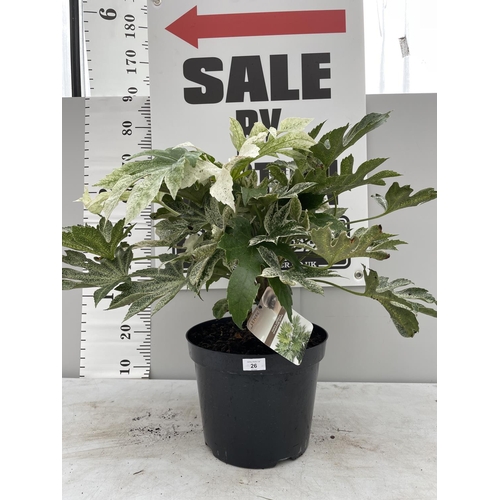 26 - A FATSIA JAPONICA SPIDERS WEB SENSE SIZE C-10 90 CM TALL + VAT