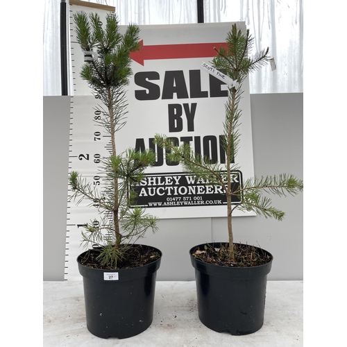 27 - TWO SCOTS PINE TREES 120CM TALL + VAT