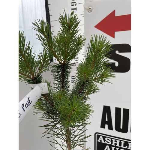 27 - TWO SCOTS PINE TREES 120CM TALL + VAT