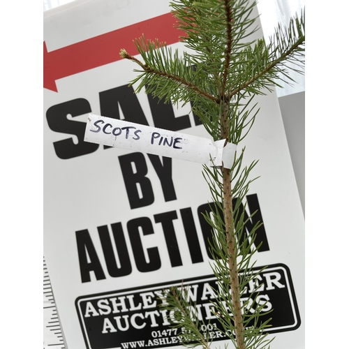 27 - TWO SCOTS PINE TREES 120CM TALL + VAT