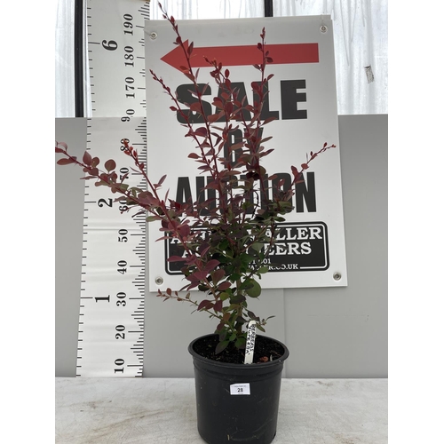 28 - A BERBERIS SUPERBA 120CM TALL + VAT