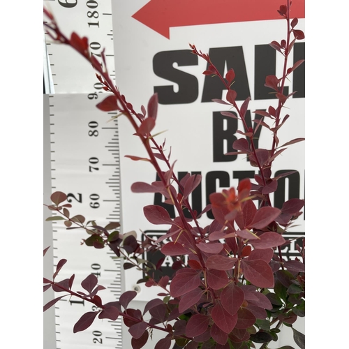 28 - A BERBERIS SUPERBA 120CM TALL + VAT