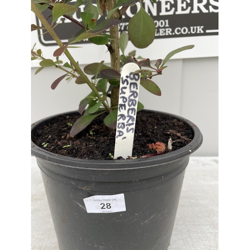 28 - A BERBERIS SUPERBA 120CM TALL + VAT