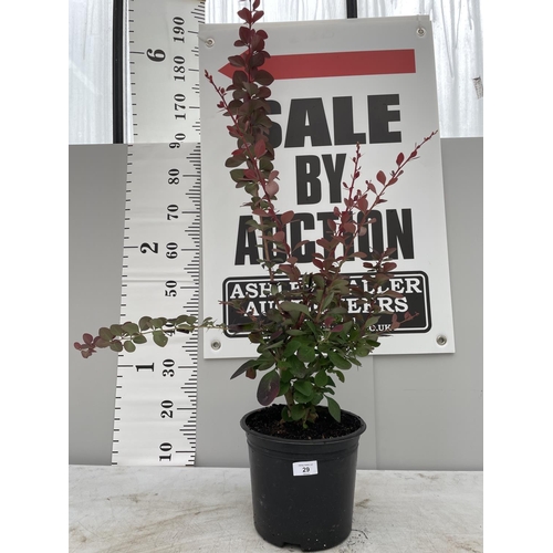 29 - A BERBERIS SUPERBA 120CM TALL + VAT