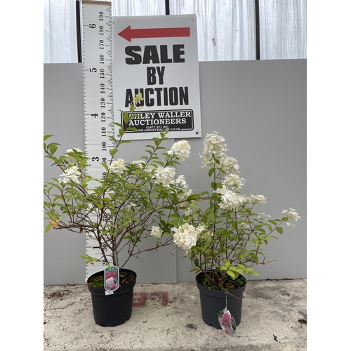 3 - TWO HYDRANGEA PANICULATA VANILLE FRIASE 140CM TALL + VAT