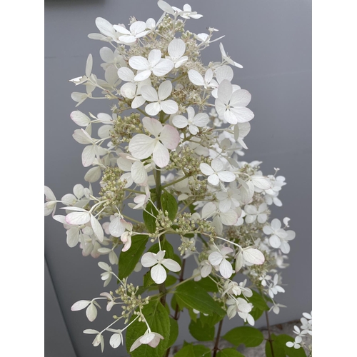 3 - TWO HYDRANGEA PANICULATA VANILLE FRIASE 140CM TALL + VAT