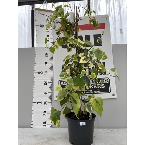 30 - A HEDERA COLCHICA DENTATA VARIEGATA OVER 120CM TALL + VAT