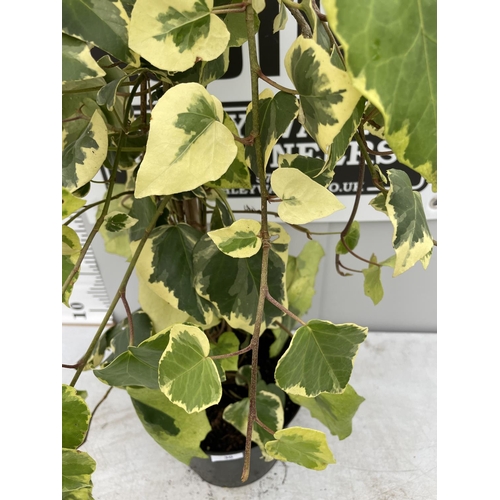 30 - A HEDERA COLCHICA DENTATA VARIEGATA OVER 120CM TALL + VAT