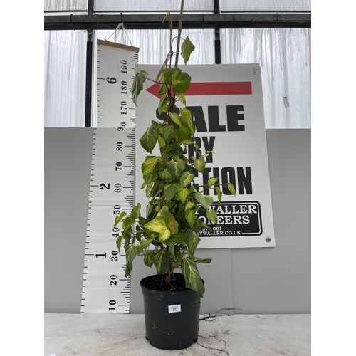 31 - A HEDERA SULPHER HEARTS OVER 120CM TALL + VAT