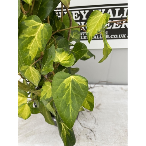 31 - A HEDERA SULPHER HEARTS OVER 120CM TALL + VAT