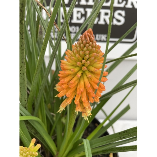 32 - A KNIPHOFIA RED HOT POKER ORNAGE BLAZE 90 CM TALL + VAT