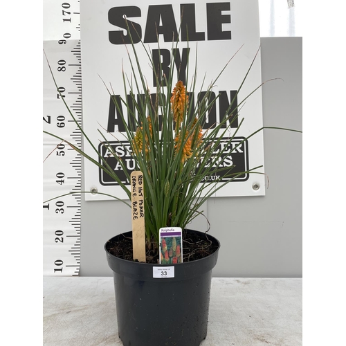 33 - A KNIPHOFIA RED HOT POKER ORNAGE BLAZE 90 CM TALL + VAT