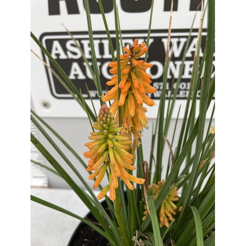 33 - A KNIPHOFIA RED HOT POKER ORNAGE BLAZE 90 CM TALL + VAT